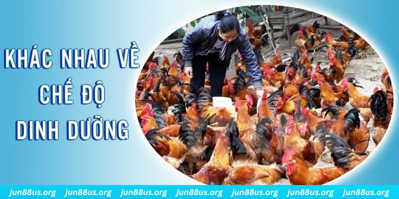 77 win xổ số thứ sáu hàng tuần